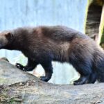 Wolverine pop-up event