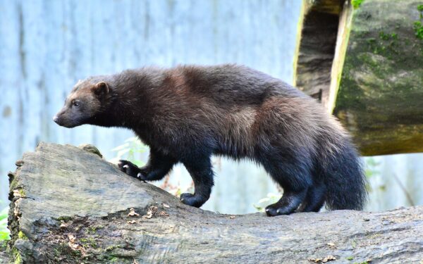 Wolverine pop-up event: Is it the best launch celebration ever?